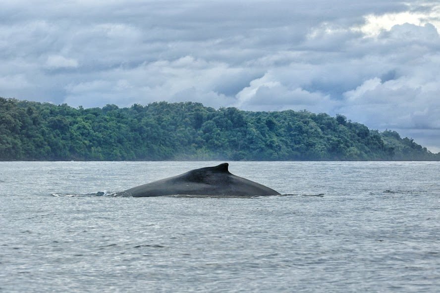 Ballena Jorobada en la Superficie