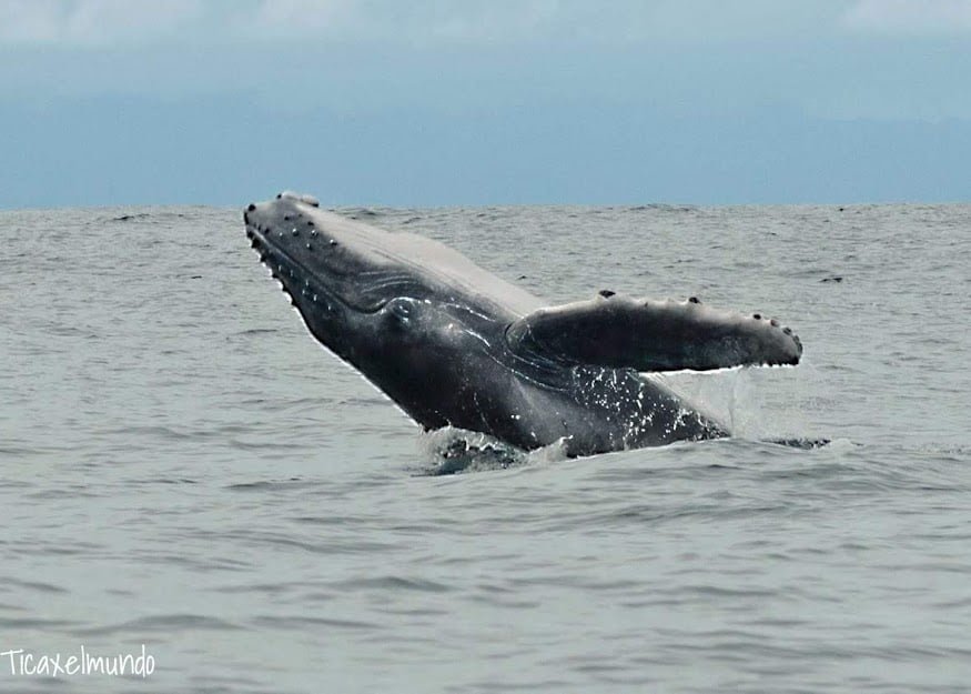 avistamiento de ballenas en costa rica