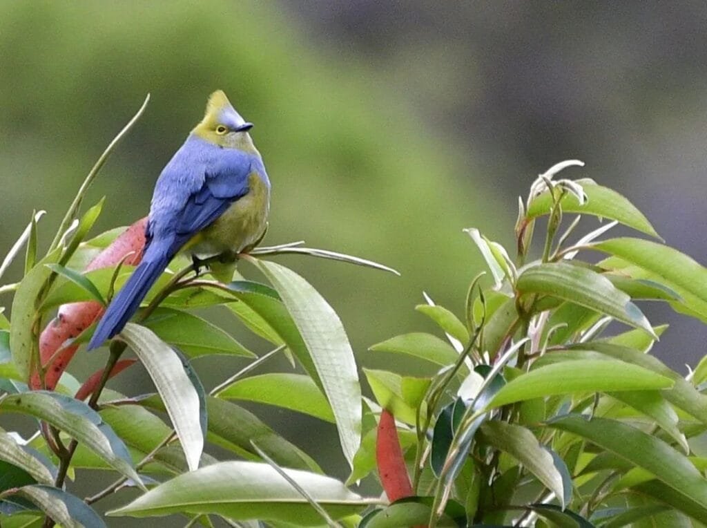 Capulinero Colilargo