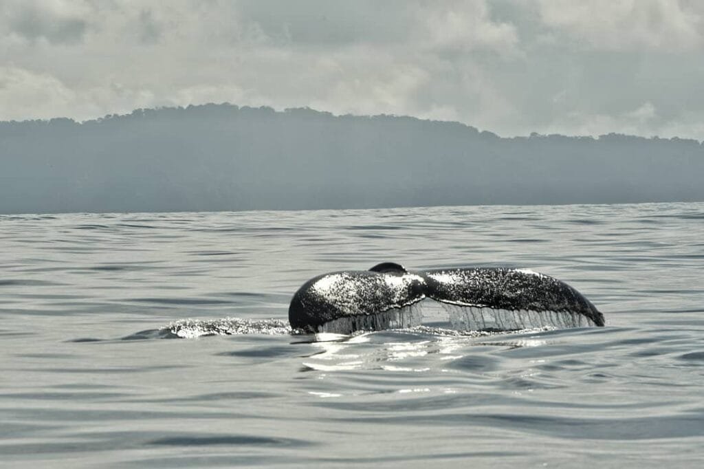 Avistamiento de Ballenas (Isla del Caño)