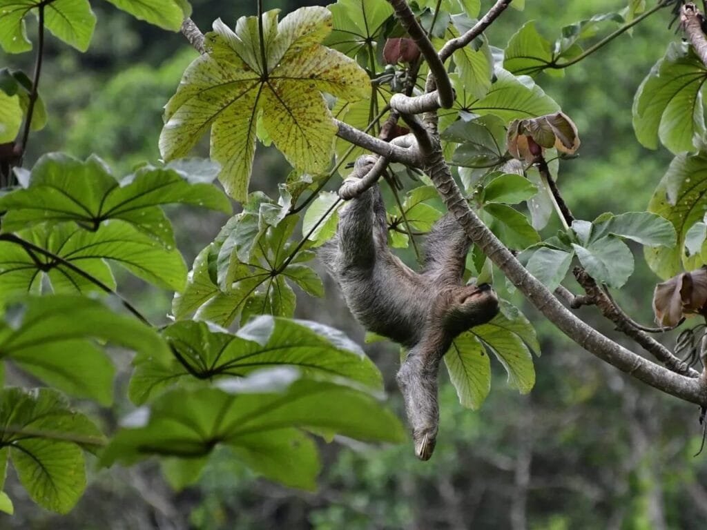 Fauna Silvestre: Perezoso