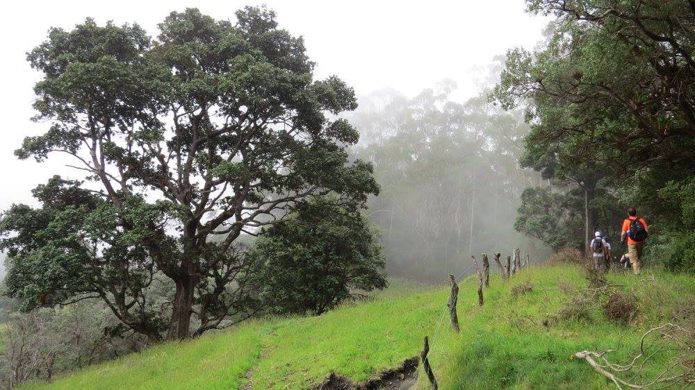 Caminatas: Bosque de Prusia